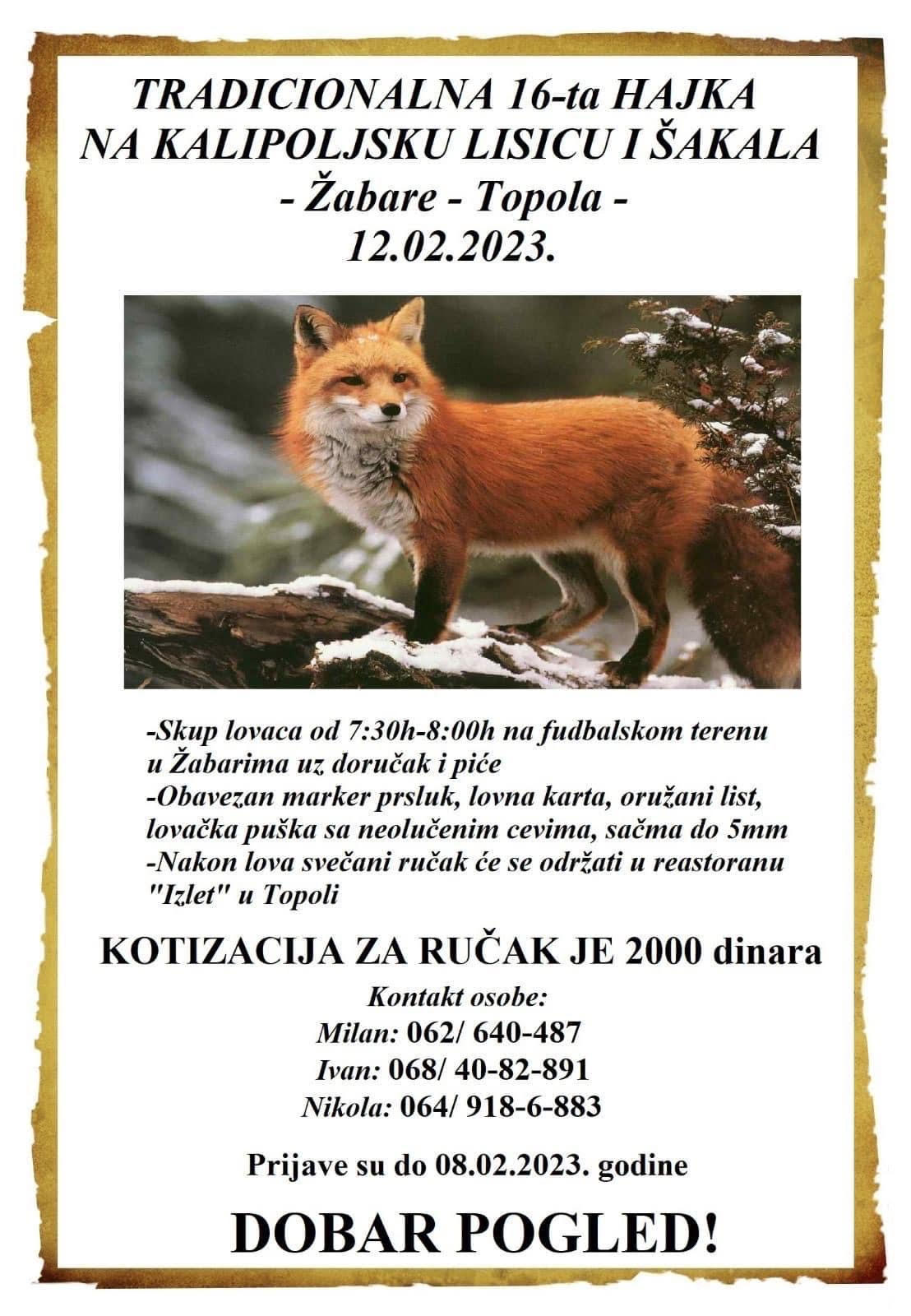 Tradicionalna 16. hajka na kalipoljsku lisicu i šakala - Žabare- Topola 12.02.2023