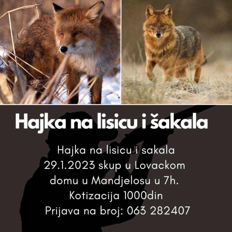 Hajka na lisicu i šakala 29.01.2023. skup u lovačkom domu u Manđelosu u 7h.